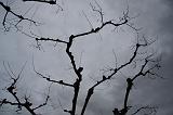 IMG_1786