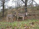 IMG_3486